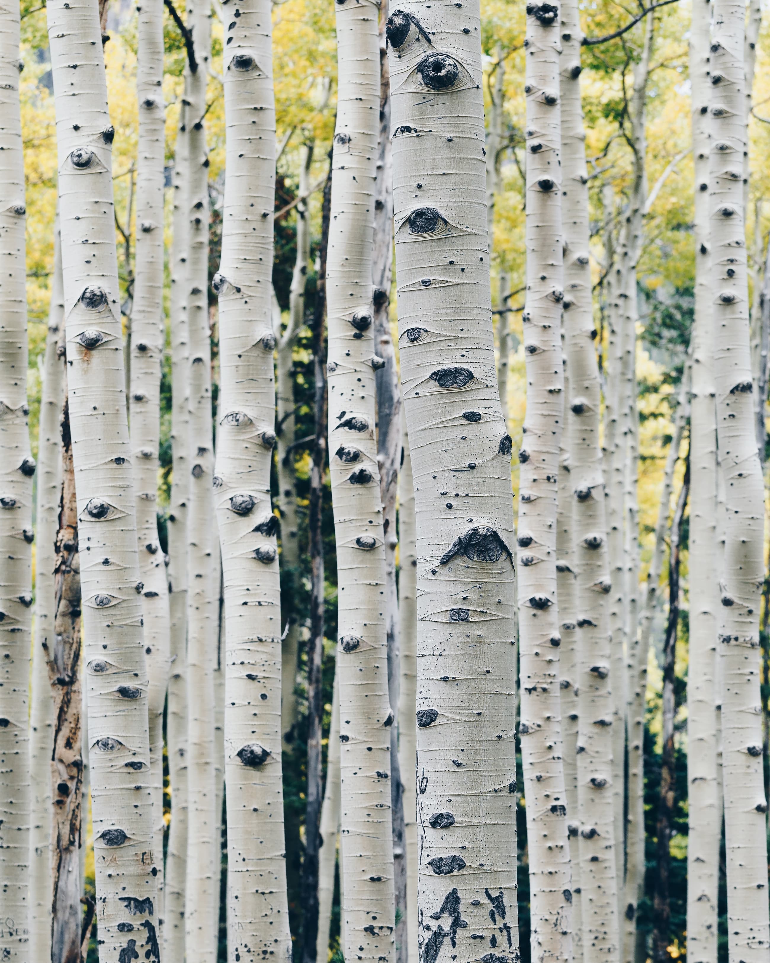 Color photograph of trunks from a grove of Aspen trees. The trunks are thin and have white bark with some dark spotting. Yellow and green leaves deep in the background.