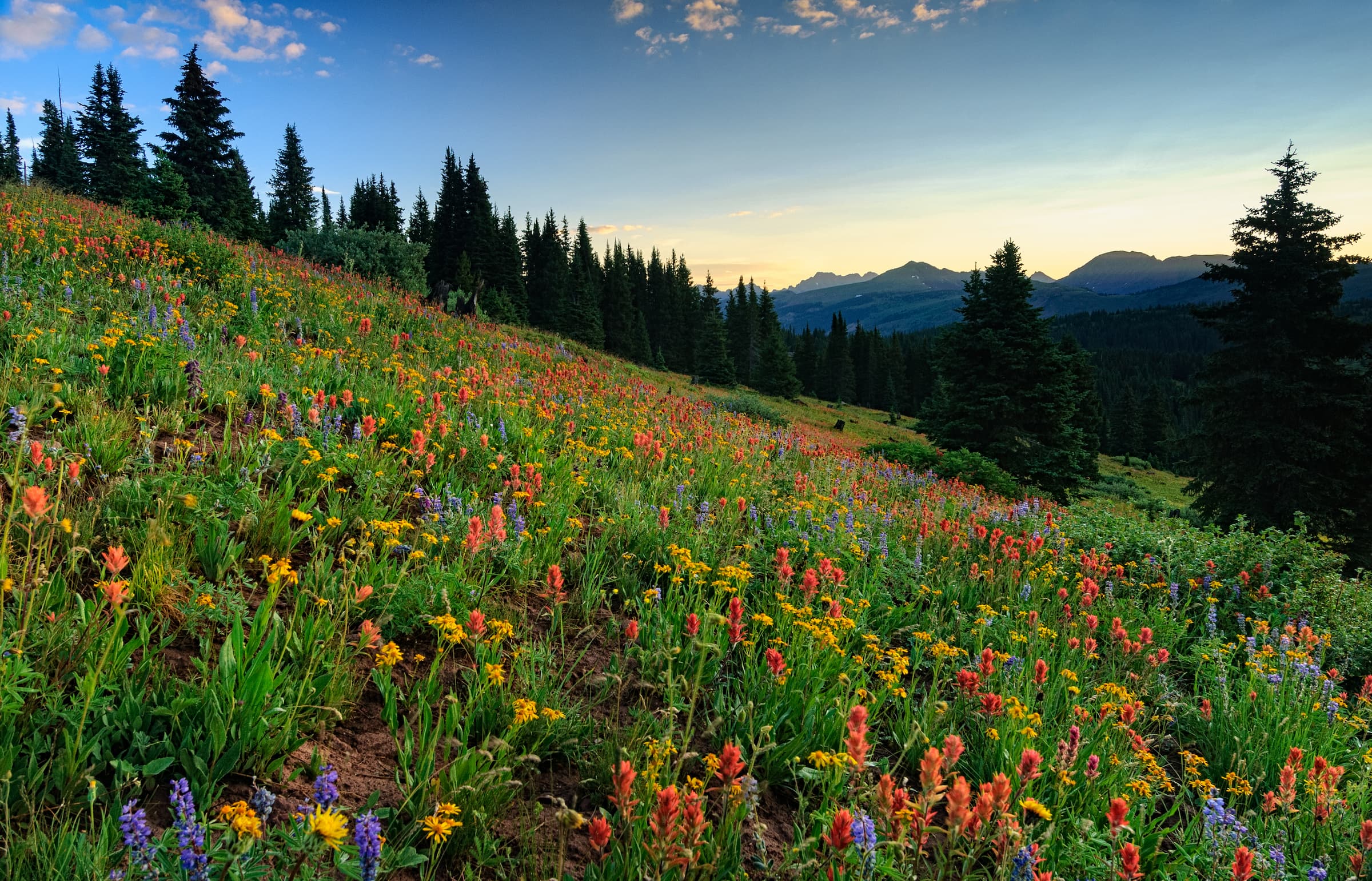 Color photograph of wildflowers in the Colorado mountains. In the foreground, the mountain slopes downward from left to right. Hundreds of colorful flowers in orange, purple, red, and yellow, all with green leaves, cover the mountainside. Pine trees and mountain peaks in the background.