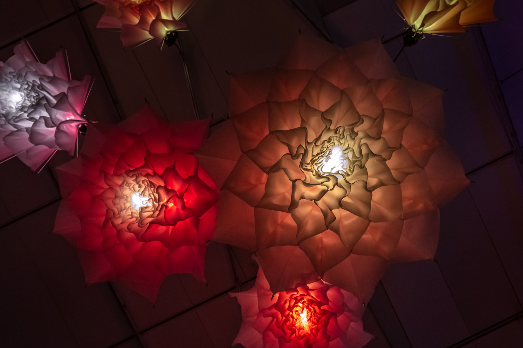 A photograph looking up at multiple light fixtures that evoke blooming flowers. The chandeliers are in shades of red and purple.