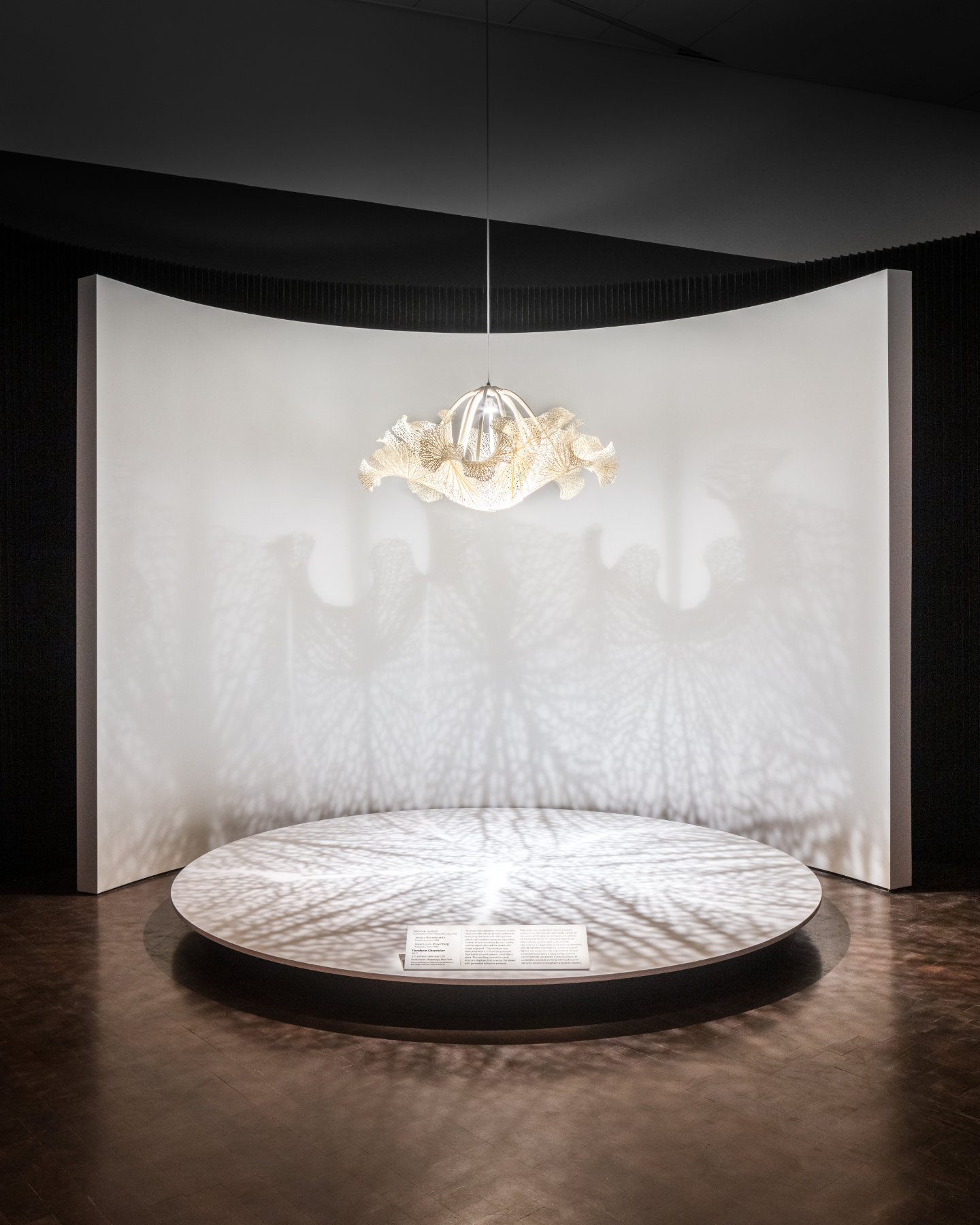 A chandelier casts intricate shadows that evoke plant leaves on a curved white wall.